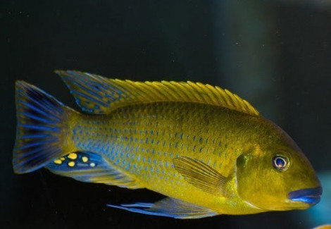 Pseudotropheus Williamsi Blue Lips 3-3,5Cm