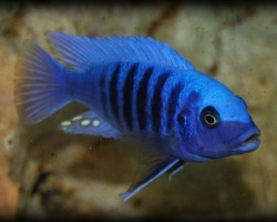 Pseudotropheus Zebra Blue + Blue 4-5Cm