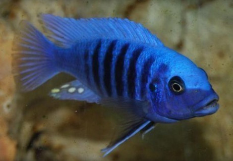 Pseudotropheus Zebra Blue + Blue 4-5Cm