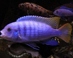 Pseudotropheus Zebra Greshakei 4-5Cm