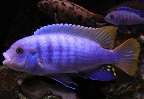 Pseudotropheus Zebra Greshakei 4-5Cm