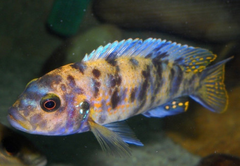 Pseudotropheus Zebra Ob 4-5Cm