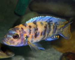 Pseudotropheus Zebra Ob 5-7