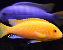 Pseudotropheus Zebra Red + Blue 9-10Cm