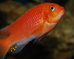 Pseudotropheus Zebra Red + Red 10-13Cm