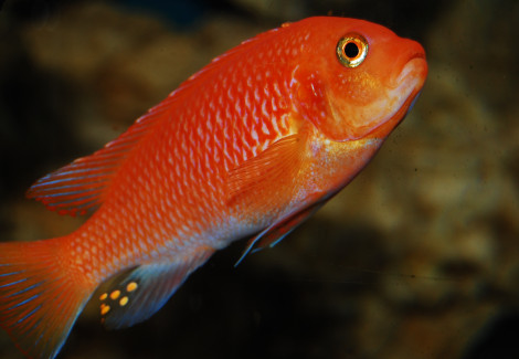 Pseudotropheus Zebra Red + Red 3Cm