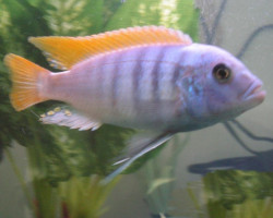 Pseudotropheus Zebra Red Fin 4-5Cm