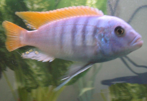 Pseudotropheus Zebra Red Fin 4-5Cm