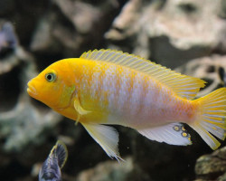 Pseudotropheus/Maylandia Hajomaylandi L