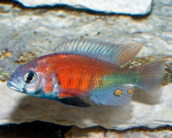 Ptyochromis Sp. Salmon 3-3,5Cm