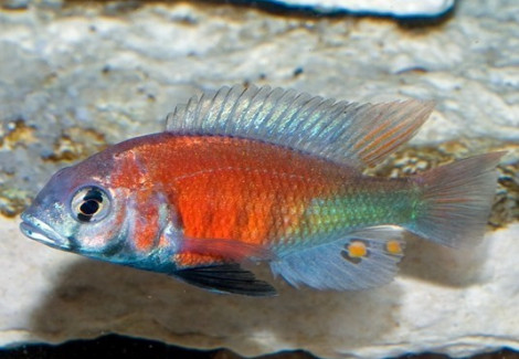 Ptyochromis Sp. Salmon 3-3,5Cm