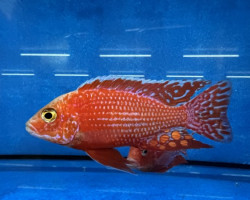 Sciaenochromis  Fire Ahli 3-3,5