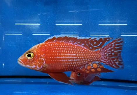 Sciaenochromis  Fire Ahli 3-3,5