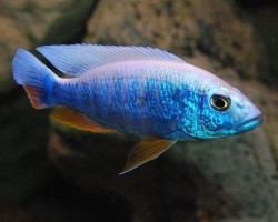 Sciaenochromis Fryeri  Maleri Iceberg 3,5-4Cm