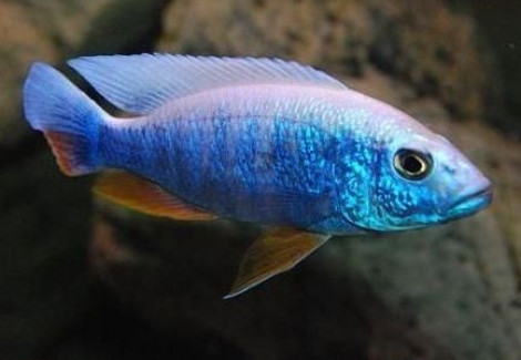 Sciaenochromis Fryeri  Maleri Iceberg 3,5-4Cm