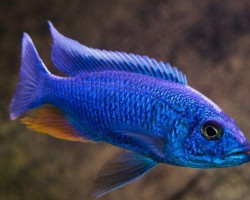 Sciaenochromis Fryeri  Maleri Island 4-5Cm