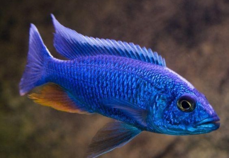 Sciaenochromis Fryeri  Maleri Island 4-5Cm