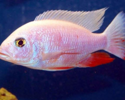 Sciaenochromis Fryeri Snow White 3-3,5Cm