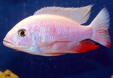 Sciaenochromis Fryeri Snow White 3-3,5Cm