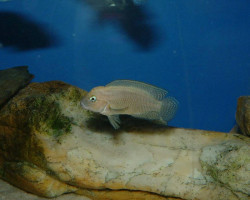 Telmatochromis Burgeoni 3