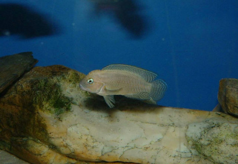 Telmatochromis Burgeoni 3