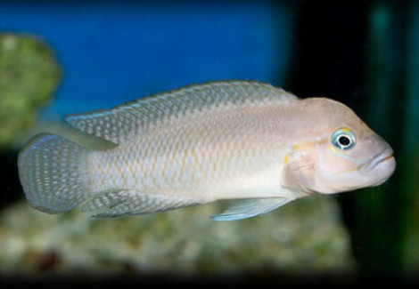 Telmatochromis Temporalis 4 - 5