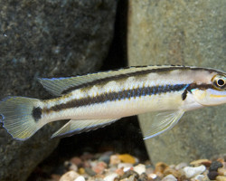 Telmatochromis Vittatus 4 - 5Cm