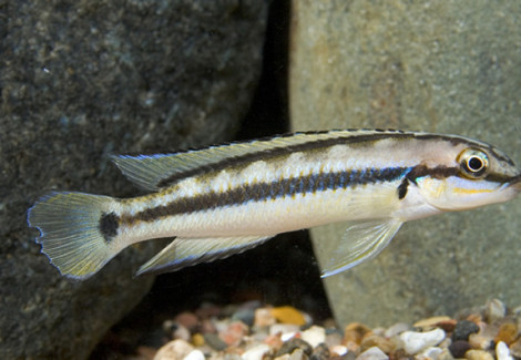 Telmatochromis Vittatus 4 - 5Cm