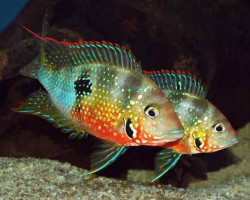 Thorichthys Ellioti 3,5-4Cm