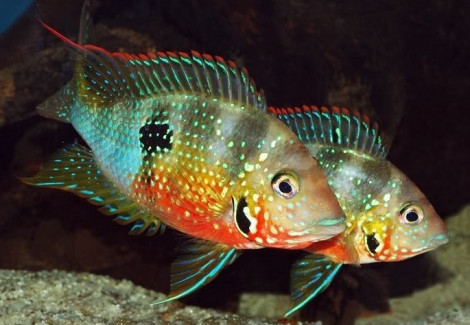 Thorichthys Ellioti 5-6Cm