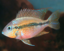 Thorichthys Helleri 3