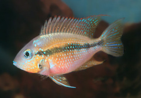 Thorichthys Helleri 3