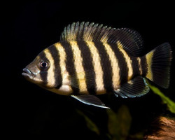 Tilapia Buttikoferi 3-3,5Cm