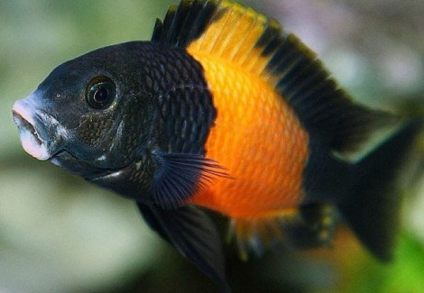 Tropheus Moorii Bemba 5-7