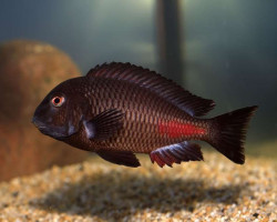 Tropheus Moorii Chipimbi 3-4