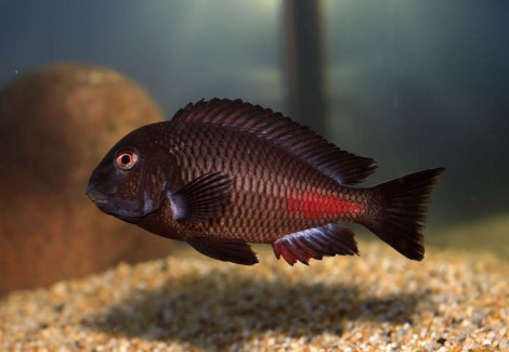 Tropheus Moorii Chipimbi 3-4