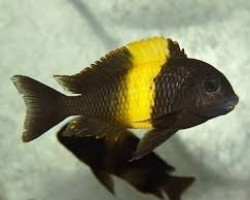 Tropheus Moorii Ikola 3,5-4Cm