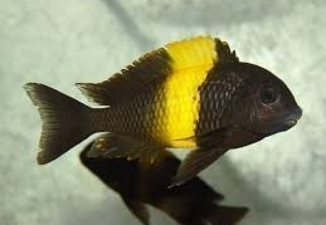 Tropheus Moorii Ikola 3,5-4Cm