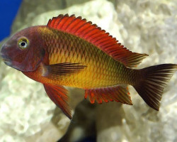 Tropheus Moorii Ilangi Yellow 2,5-3Cm