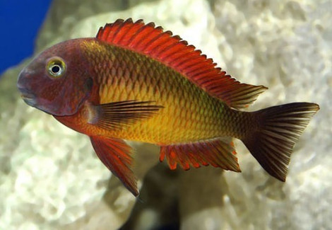 Tropheus Moorii Ilangi Yellow 2,5-3Cm