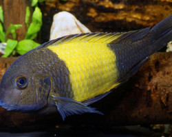 Tropheus Moorii Kaiser 5-6