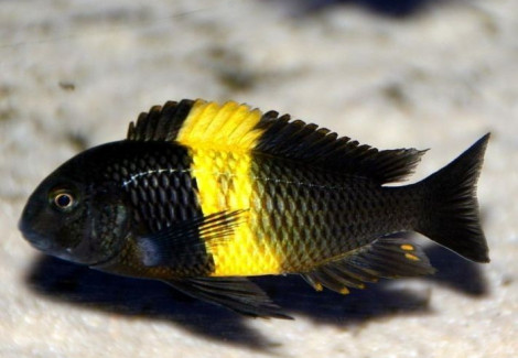 Tropheus Moorii Kiriza 5,5-6