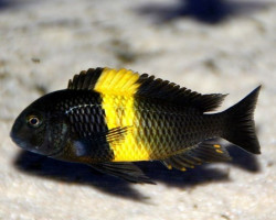 Tropheus Moorii Kiriza 8-10Cm