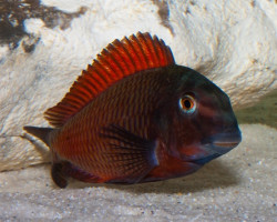 Tropheus Moorii Moliro 3,5-4Cm