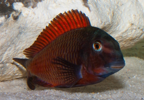 Tropheus Moorii Moliro 3,5-4Cm