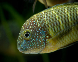 Tropheus Moorii Murago 5-6