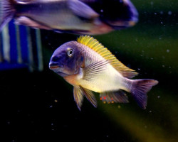 Tropheus Moorii Nkonde Yellow Fin 4-5