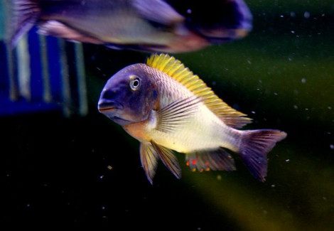 Tropheus Moorii Nkonde Yellow Fin 4-5