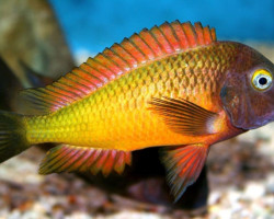 Tropheus Moorii Or.I+T Orange Ii 3,5-4,5Cm