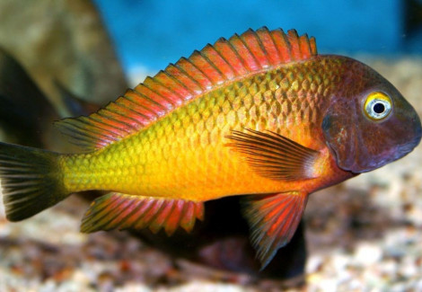 Tropheus Moorii Or.I+T Orange Ii 3,5-4,5Cm